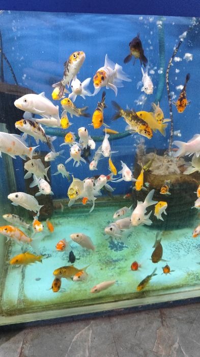 Аквариумные рыбки