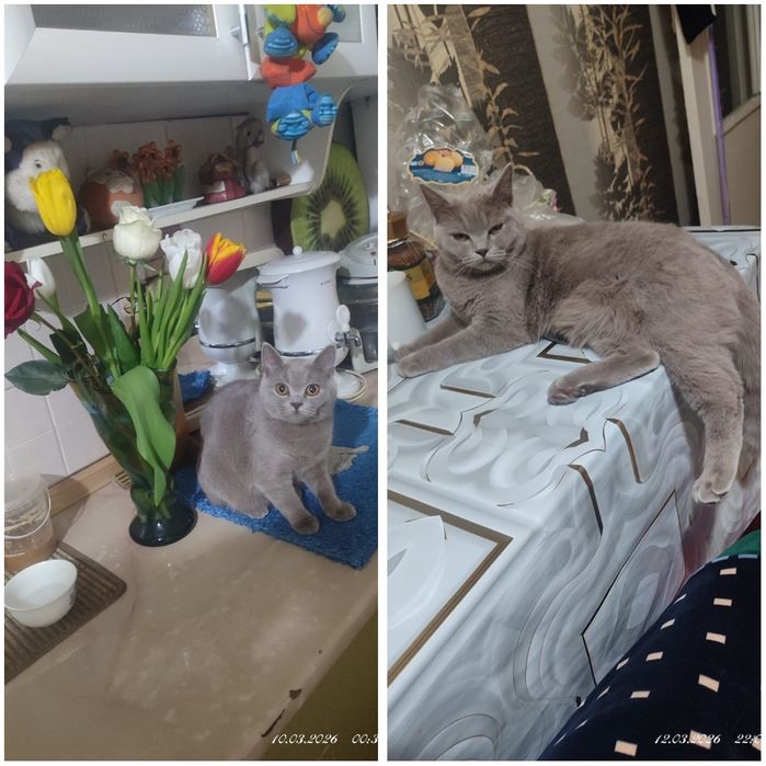 Потерялась кошка