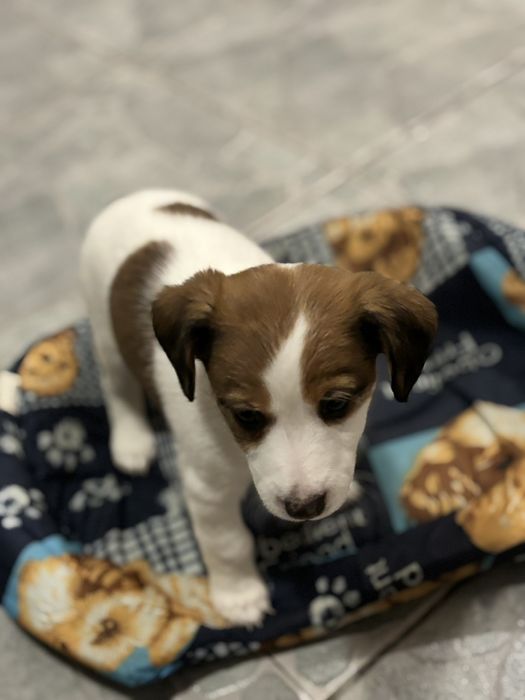 Джак ръсел и мини пинчер