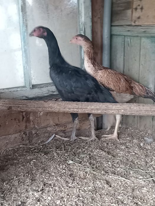 Продам кур бойцовых линия китай