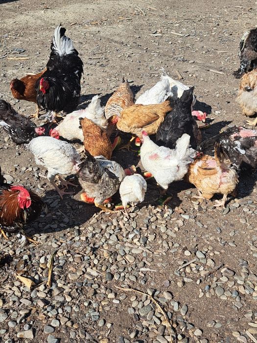 Găini si Cocoși de vânzare