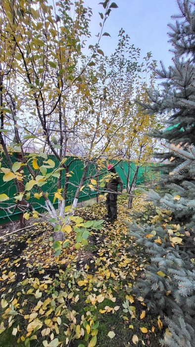 Плодовая обрезка