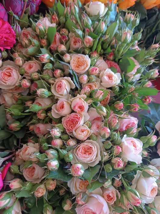 Атиргуларга 100 % гарантя