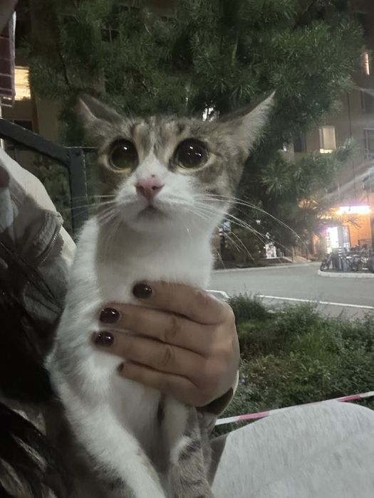 Котенок девочка.