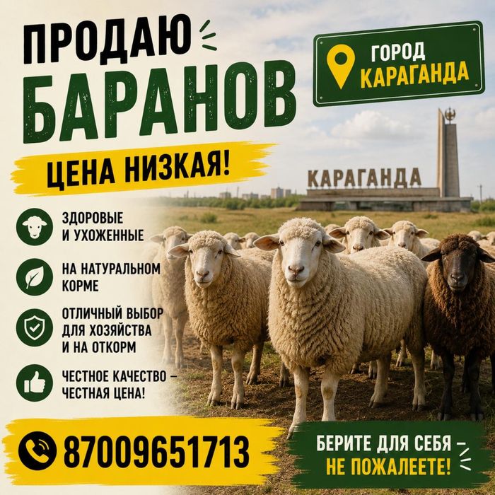 Қой , Тоқты , Үлкен қой