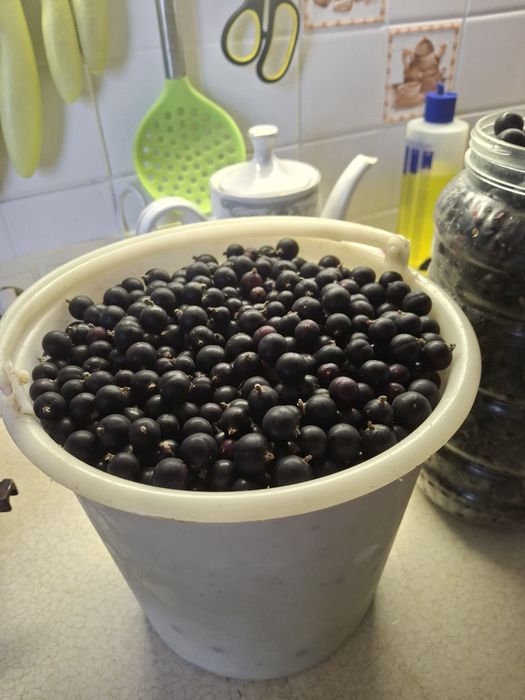 Продам чёрную смородину.