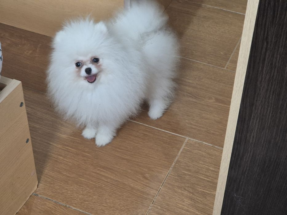 Три  момчета померани