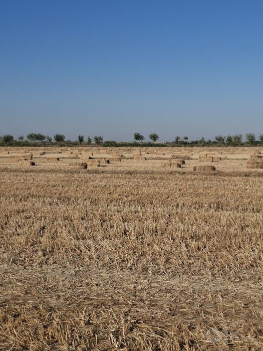 Tariq press optomga