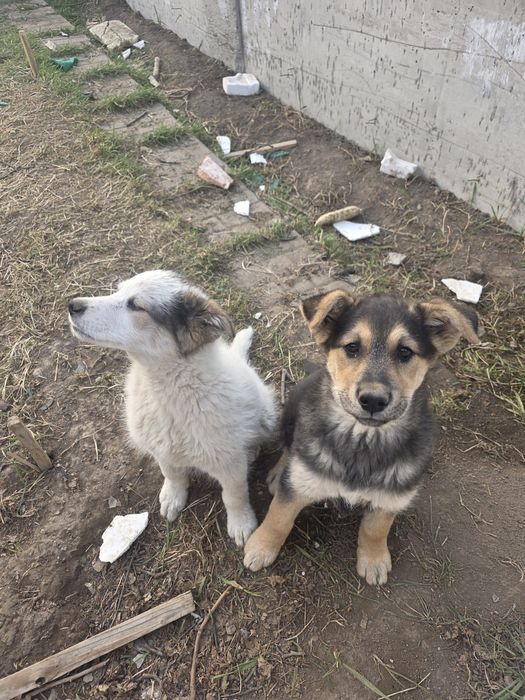 Отдам в добрые руки даром!