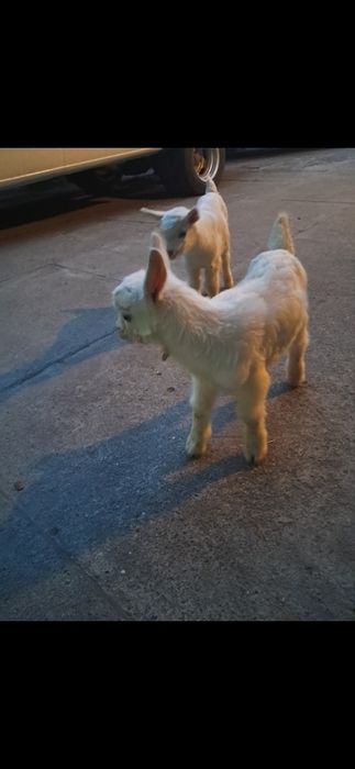 Зааненские молочные козы