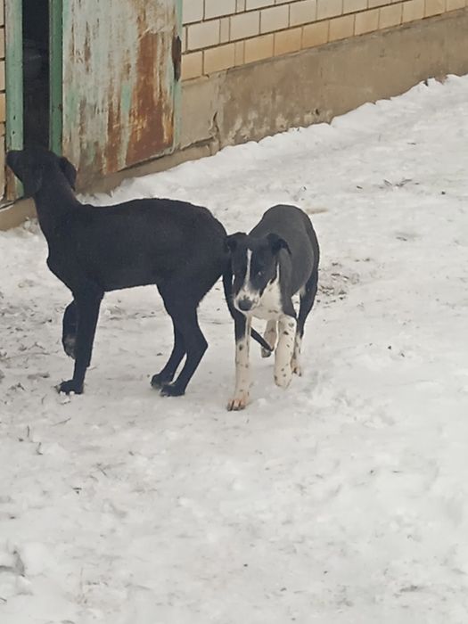 Тазы күшігі бар обмен