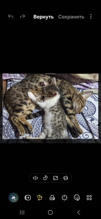 Ищем добрые руки для котенка