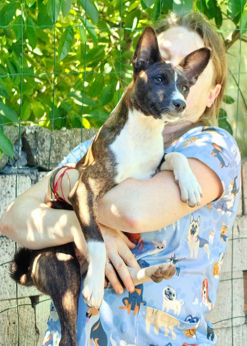 Singurul pui de tigru din România. Un Basenji cu o culoare unică.