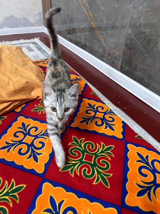 Ищу новый домик котику
