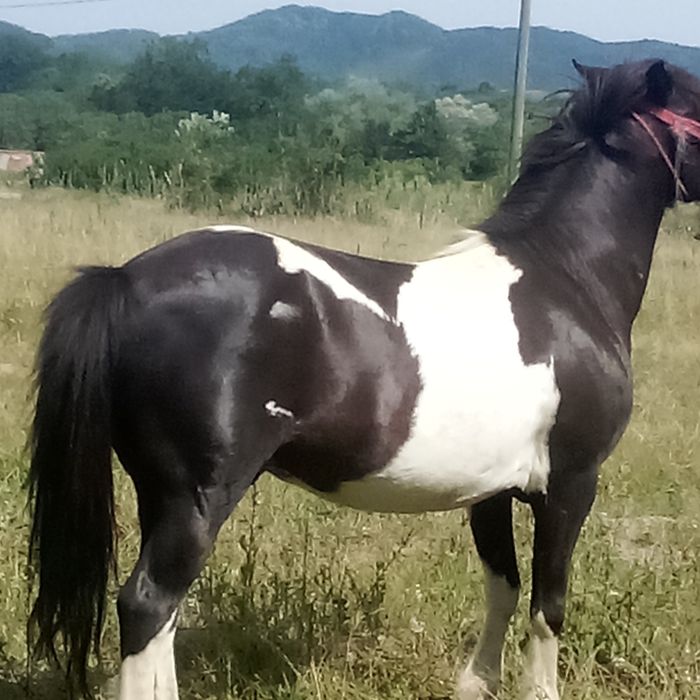 Ponei de vânzare