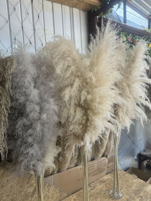 Сухоцветы Камыши