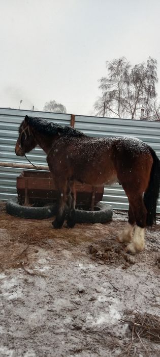 Продам жеребца 3 года