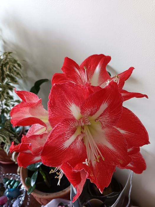 Цветок амариллис