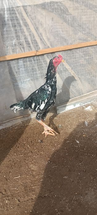 О шамо шөже сатылады