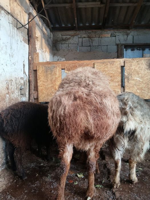 Кой ( порода ЕДЫЛБАЙ)