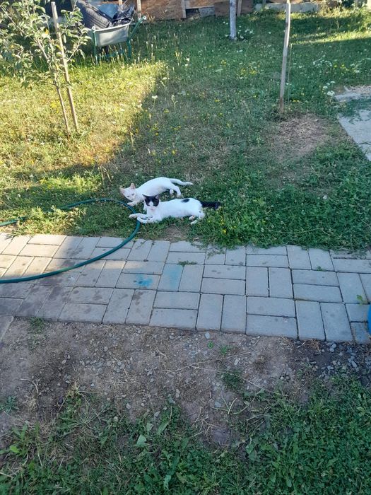 Donez pisici în vârstă de cca 3 luni