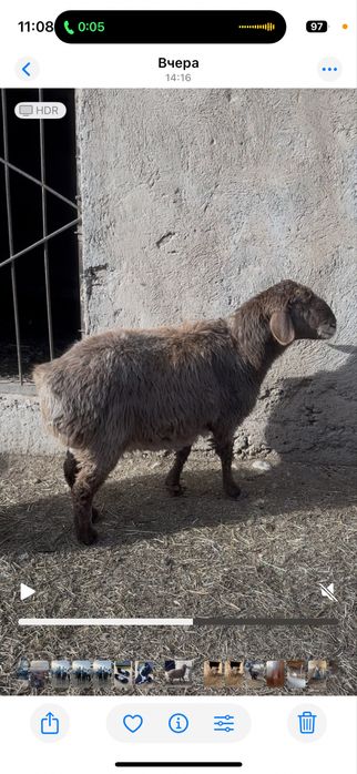 Буаз кой сатылады