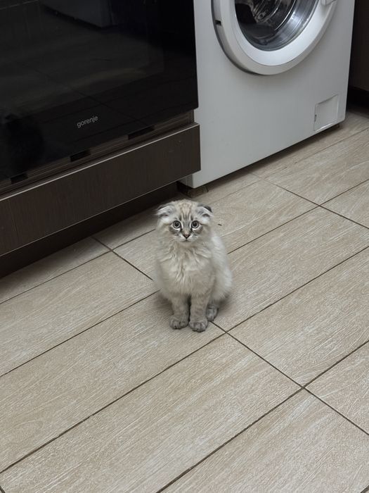 Вислоухий котенок