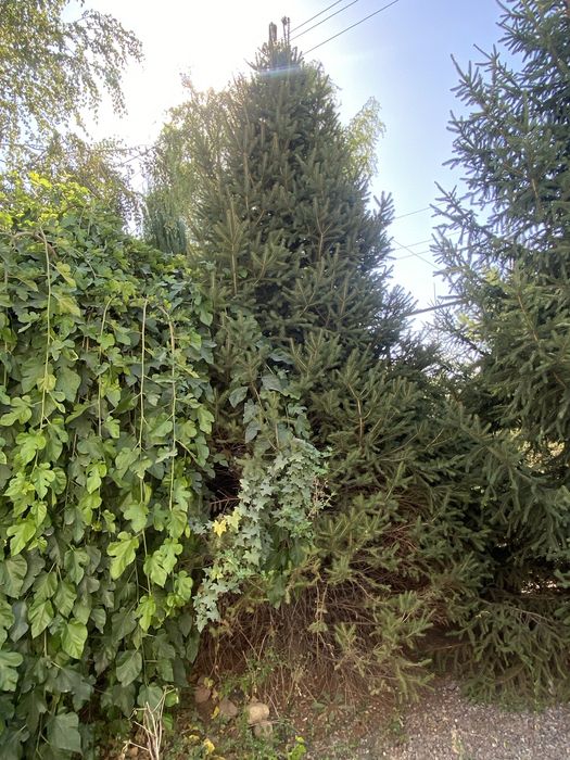 Продам Сад Туи Ель можевейник