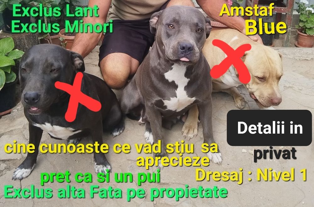 Fata blue Amstaff