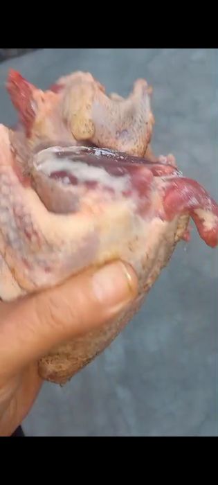 Жабаиы тау кептері