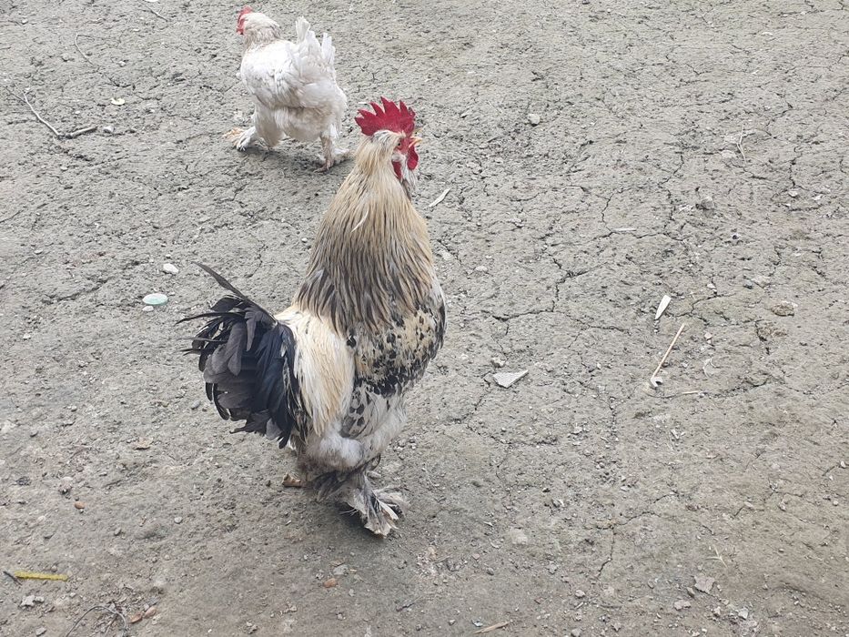 Хуроз 2та ёш ва соглом брама 150ва120минг