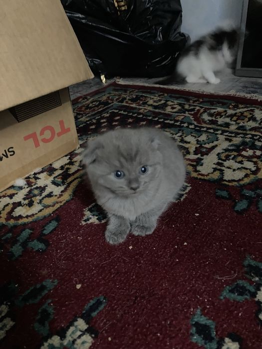 Skotish folt bolalari sotiladi