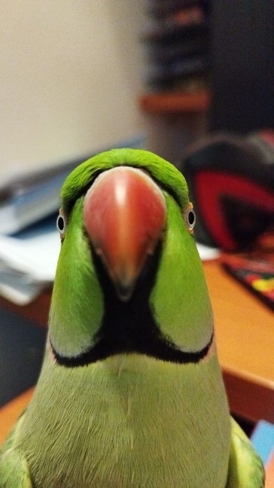 Papagal Micul Alexander