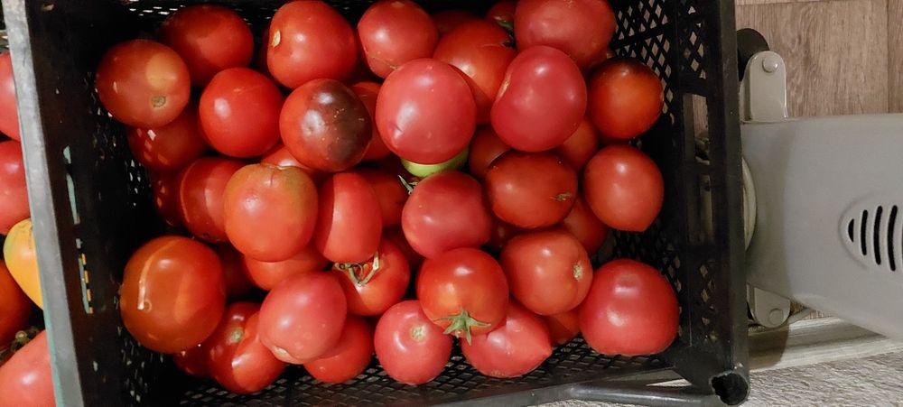 Продам домашние помидоры
