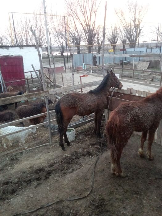 Тай сатылады  срочно