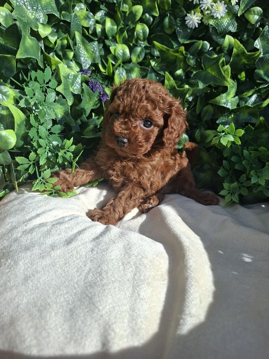 Пудел  Той  Момченце  с Родословие