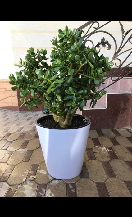 Уй ва офислар учун денежные гуллари сотилади