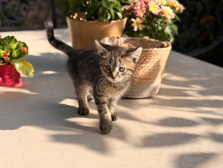 Мейн Куун котета