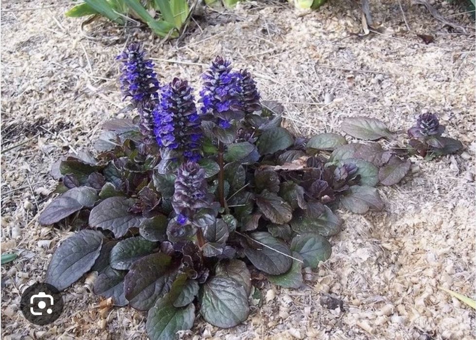 Живучка ( Аюга )