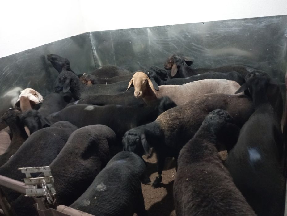 Qassob - Қассоб сервис