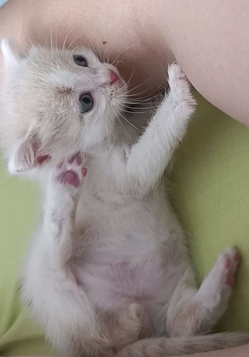 Отдам в добрые руки котёнок мальчик