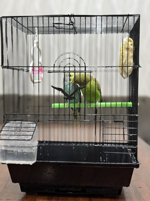 Продаются волнистые попугаи с клеткой