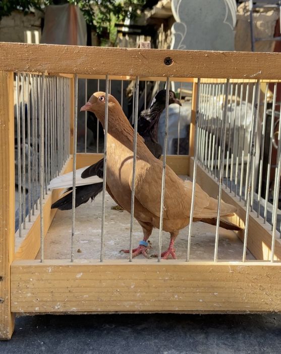 Голуби желтый бакинец и черный кормилец