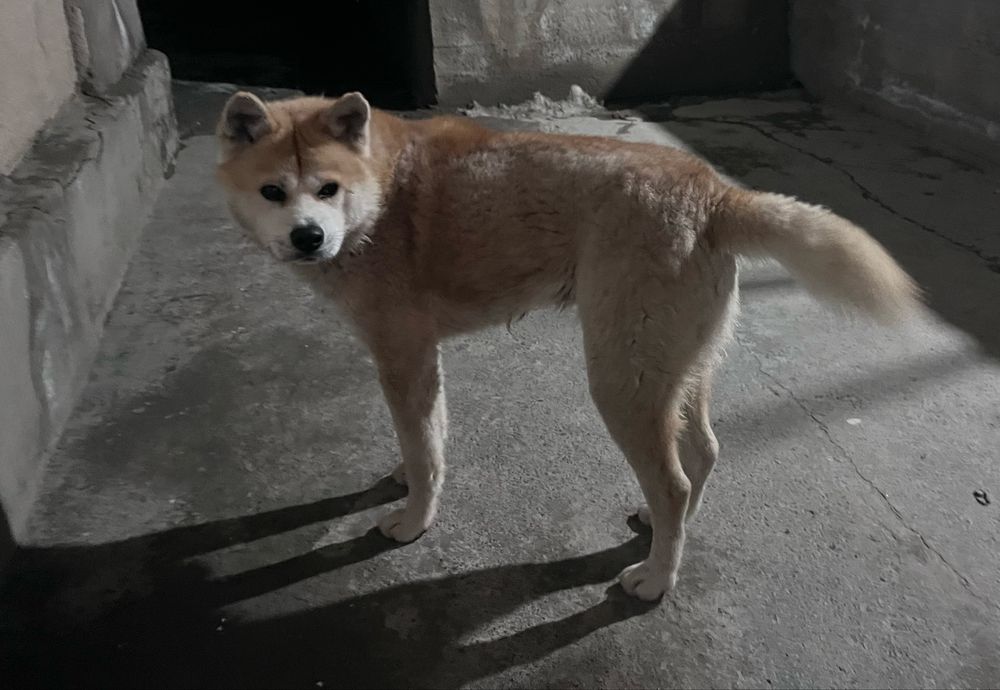 Пародистый щинок хотико