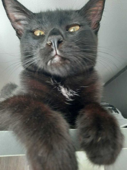 Отдам в добрые руки