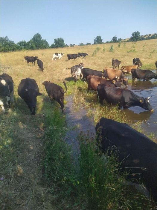 Продавам мъжки телета