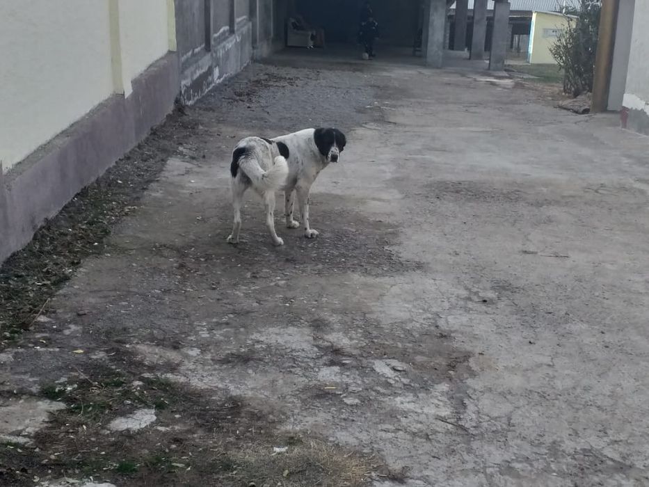 Ұрғашы ит сатылады.