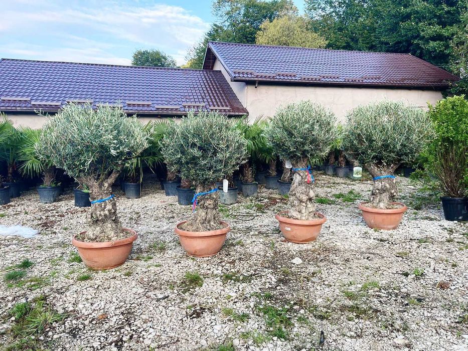 Plante Ornamentale Premium – Verificare prin Video Live