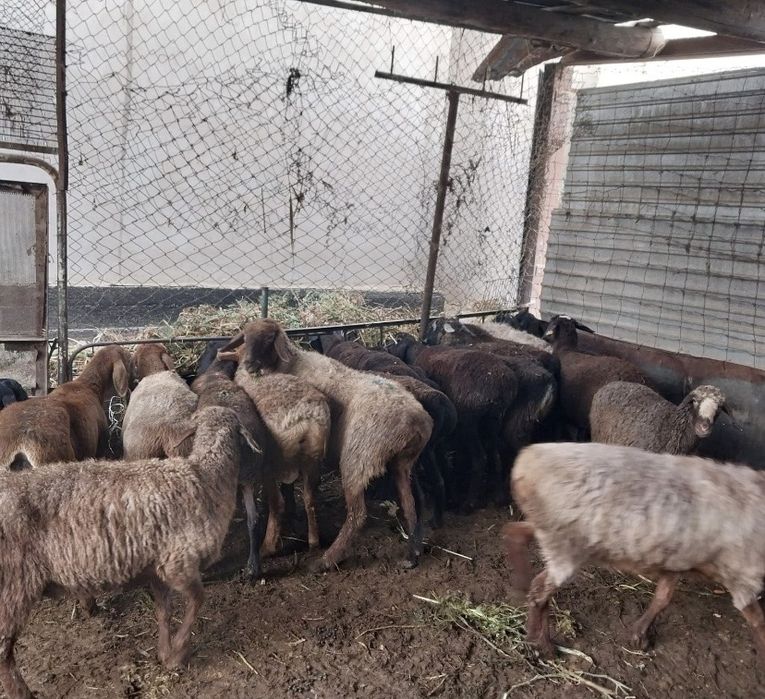 Продам     баран