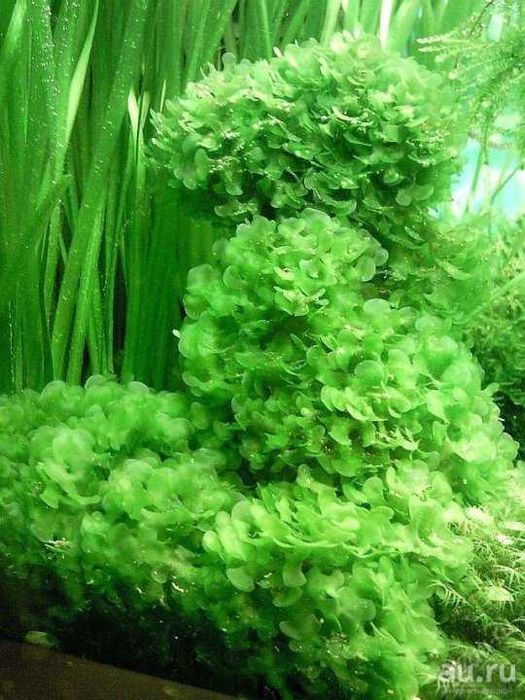 Мох ламариопсис не прихотливый для аквариума прирастает к корягам